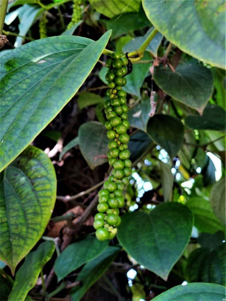 Planta de pimienta